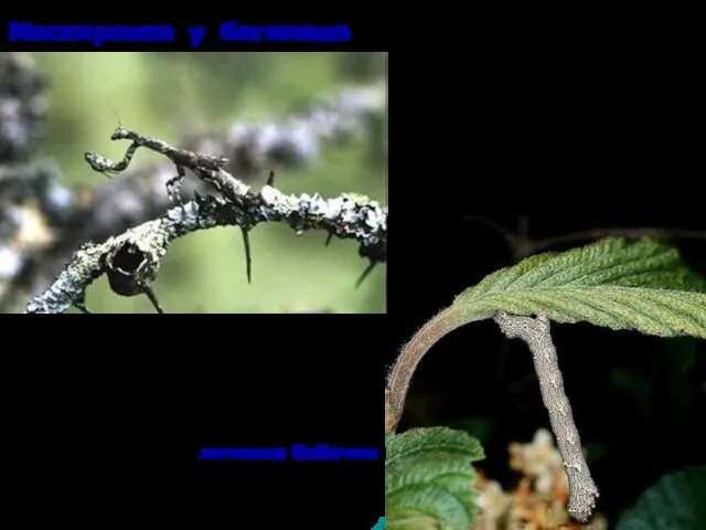Маскировка у богомола ЭТА ГУСЕНИЦА (личинка бабочки) узором тела и