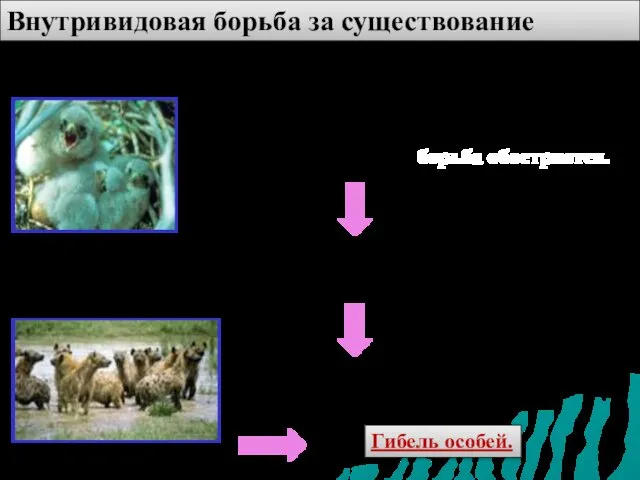 При чрезмерном увеличении численности особей внутривидовая борьба обостряется. Это бывает