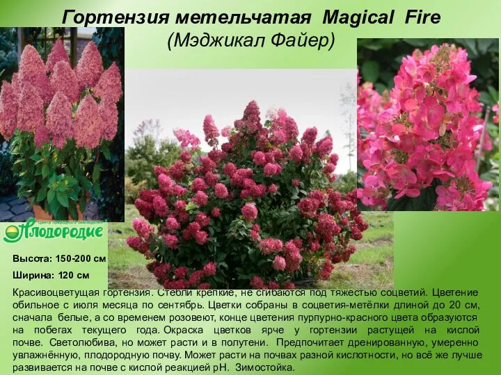 Гортензия метельчатая Magical Fire (Мэджикал Файер) Высота: 150-200 см Ширина: