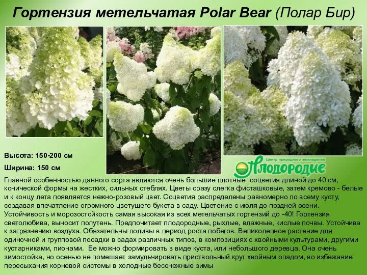 Гортензия метельчатая Polar Bear (Полар Бир) Высота: 150-200 см Ширина: