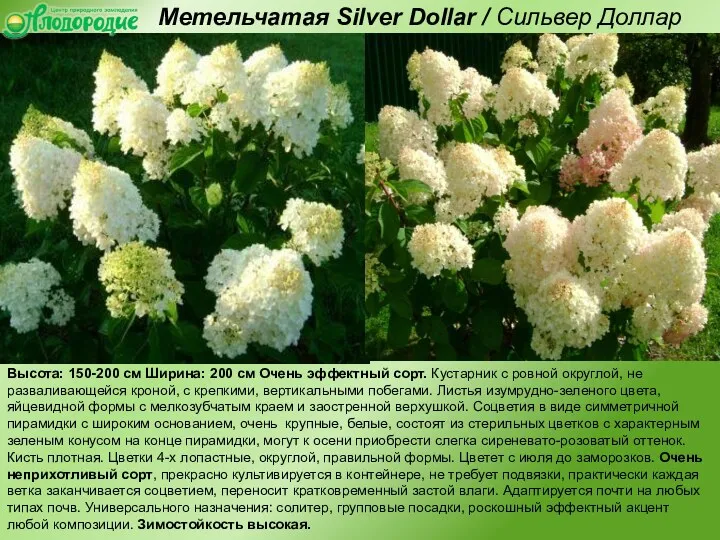 Метельчатая Silver Dollar / Сильвер Доллар Высота: 150-200 см Ширина: