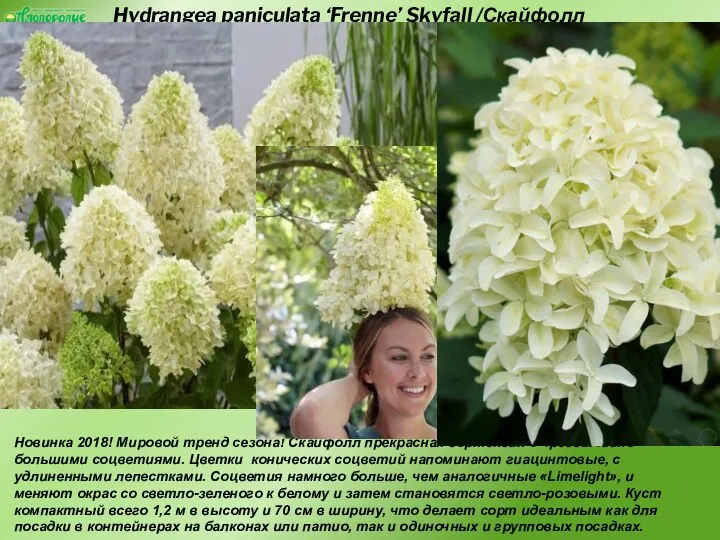 Hydrangea paniculata ‘Frenne’ Skyfall /Скайфолл Новинка 2018! Мировой тренд сезона!