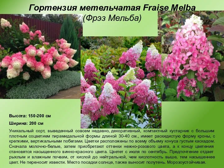 Гортензия метельчатая Fraise Melba (Фрэз Мельба) Высота: 150-200 см Ширина: