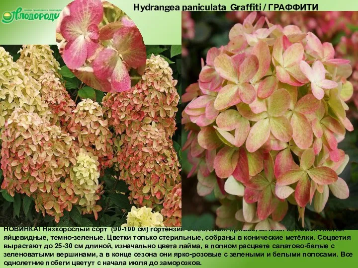 Hydrangea paniculata Graffiti / ГРАФФИТИ НОВИНКА! Низкорослый сорт (90-100 см)