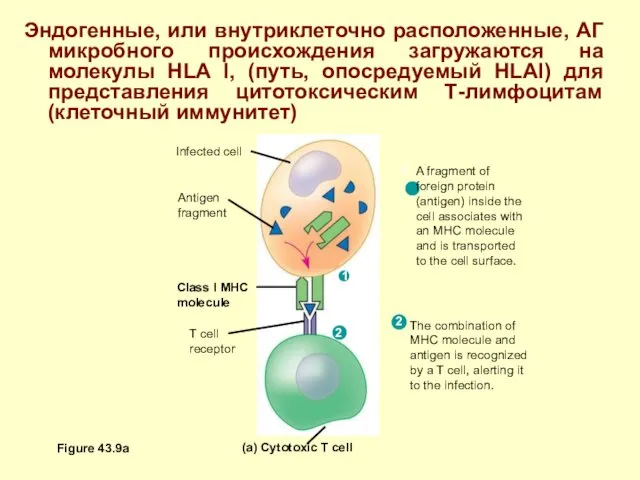 Эндогенные, или внутриклеточно расположенные, АГ микробного происхождения загружаются на молекулы