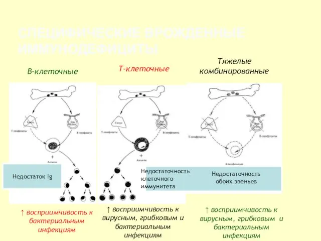 СПЕЦИФИЧЕСКИЕ ВРОЖДЕННЫЕ ИММУНОДЕФИЦИТЫ Т-клеточные В-клеточные Тяжелые комбинированные Недостаток Ig ↑