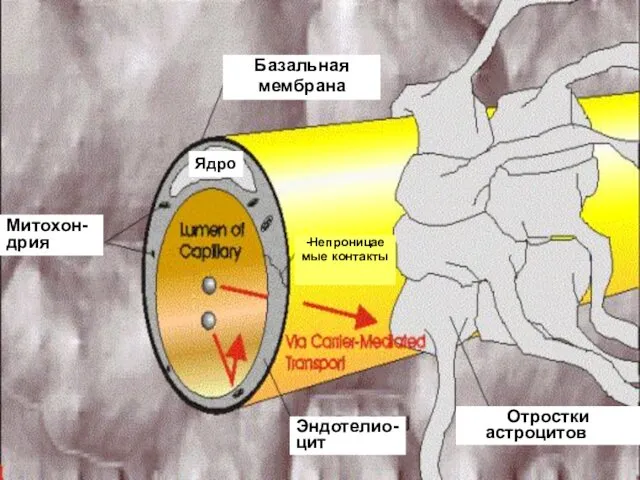 Базальная мембрана Митохон-дрия Эндотелио-цит Ядро Непроницае- мые контакты Отростки астроцитов