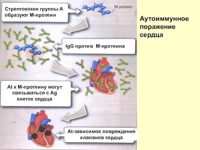 Стрептококки группы А образуют М-протеин IgG против М-протеина At к