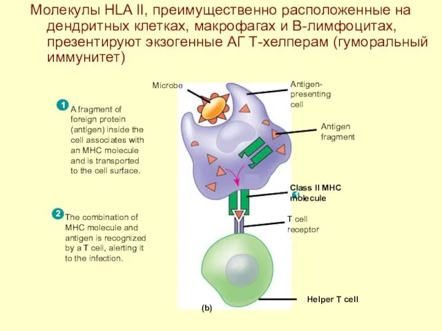 Молекулы HLA II, преимущественно расположенные на дендритных клетках, макрофагах и