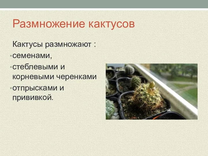 Размножение кактусов Кактусы размножают : семенами, стеблевыми и корневыми черенками отпрысками и прививкой.