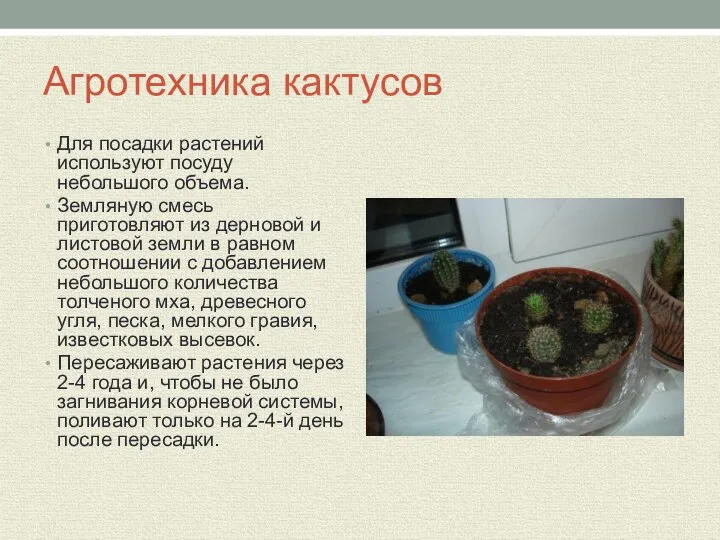 Агротехника кактусов Для посадки растений используют посуду небольшого объема. Земляную смесь приготовляют из