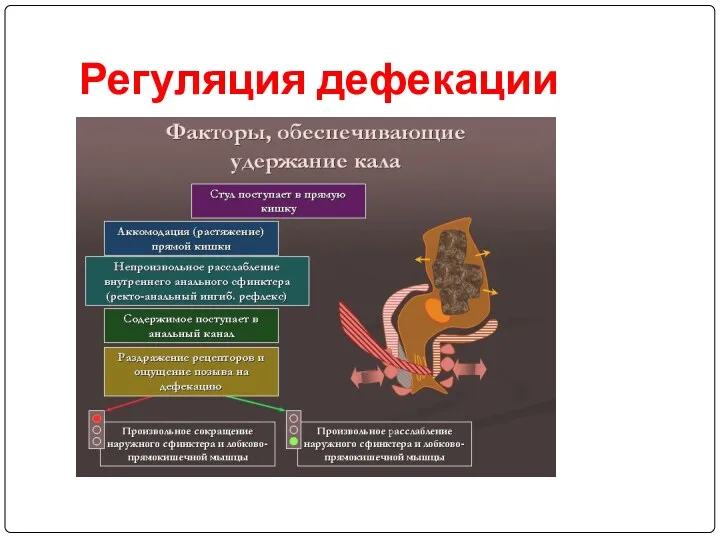 Регуляция дефекации