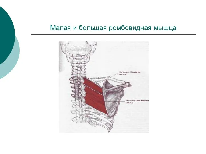 Малая и большая ромбовидная мышца