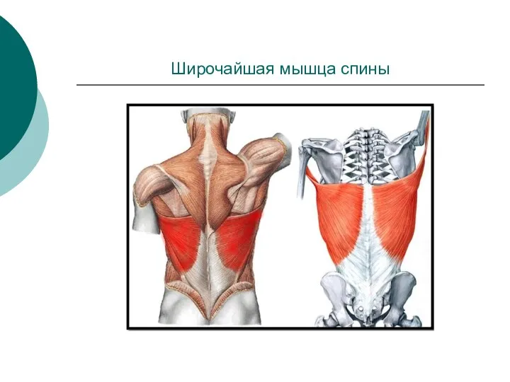 Широчайшая мышца спины