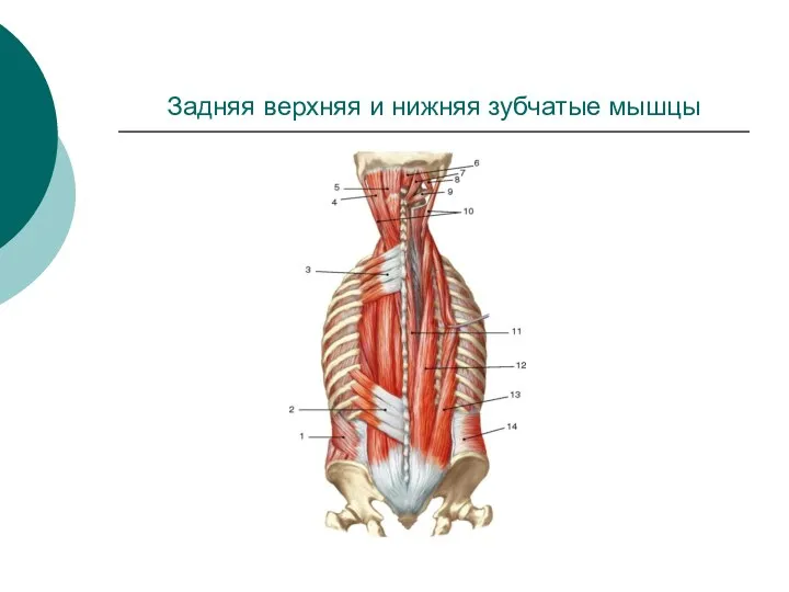 Задняя верхняя и нижняя зубчатые мышцы