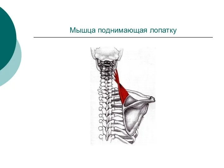 Мышца поднимающая лопатку