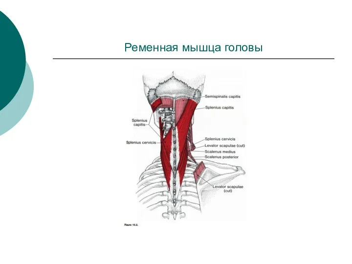 Ременная мышца головы