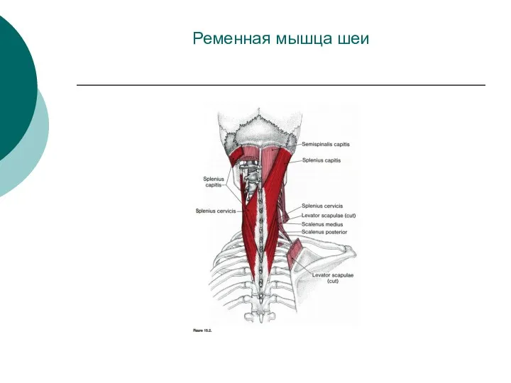 Ременная мышца шеи