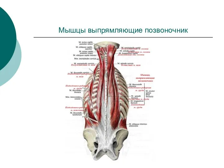 Мышцы выпрямляющие позвоночник