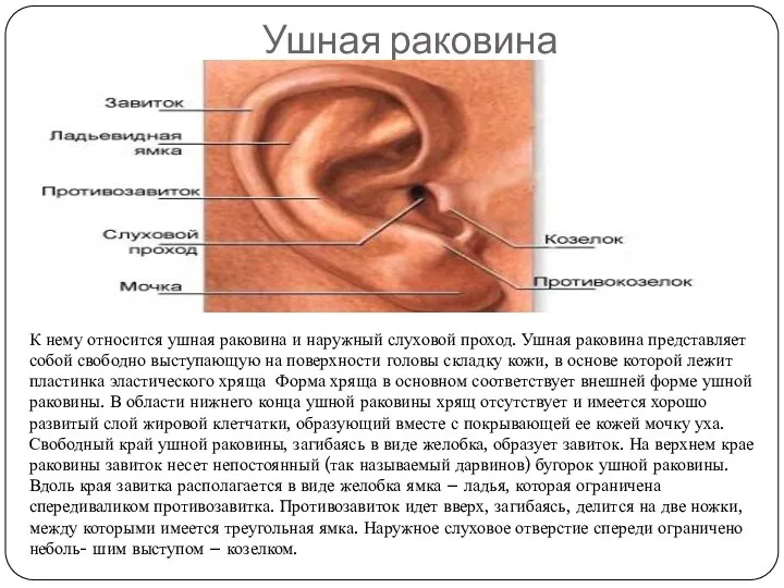 Ушная раковина К нему относится ушная раковина и наружный слуховой