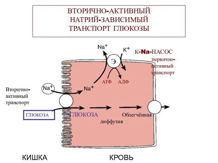 ВТОРИЧНО-АКТИВНЫЙ НАТРИЙ-ЗАВИСИМЫЙ ТРАНСПОРТ ГЛЮКОЗЫ К-Na-НАСОС первично- активный транспорт Вторично- активный транспорт ГЛЮКОЗА ГЛЮКОЗА