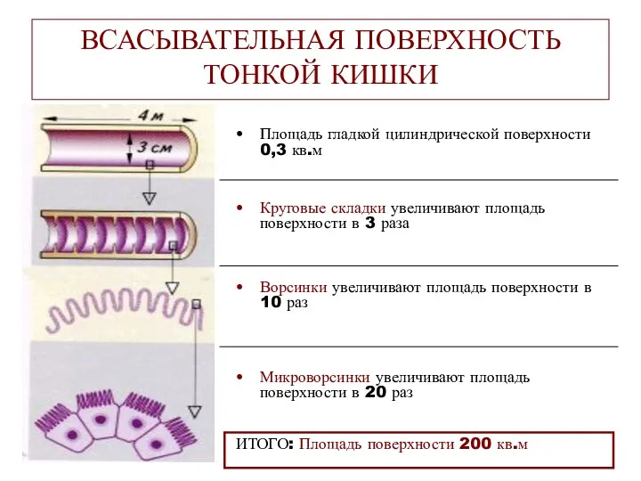 ВСАСЫВАТЕЛЬНАЯ ПОВЕРХНОСТЬ ТОНКОЙ КИШКИ Площадь гладкой цилиндрической поверхности 0,3 кв.м Круговые складки увеличивают