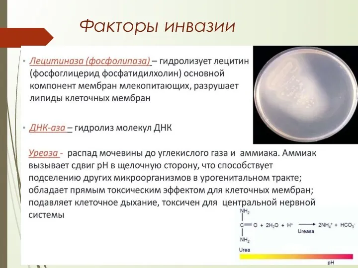 Факторы инвазии