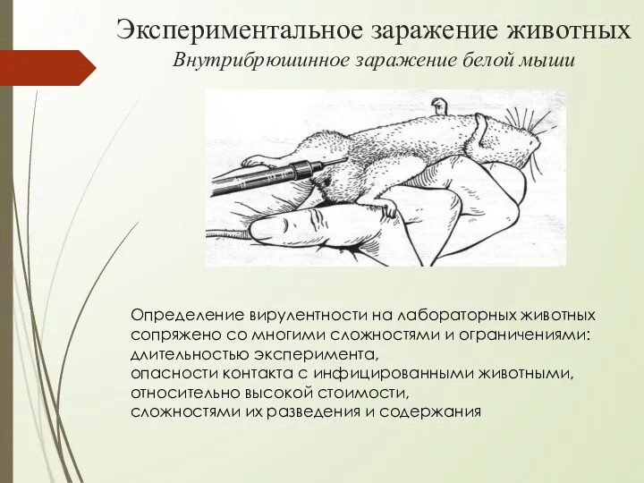 Экспериментальное заражение животных Внутрибрюшинное заражение белой мыши Определение вирулентности на