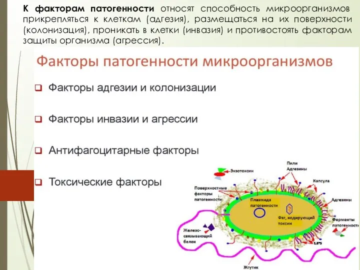 К факторам патогенности относят способность микроорганизмов прикрепляться к клеткам (адгезия),