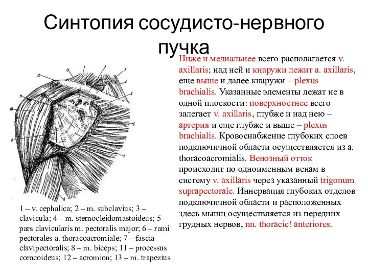 Синтопия сосудисто-нервного пучка 1 – v. cephalica; 2 – m. subclavius; 3 –