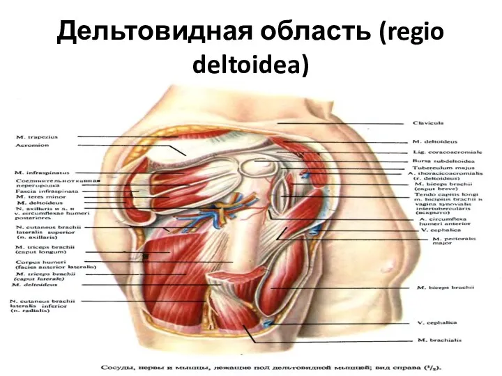 Дельтовидная область (regio deltoidea)