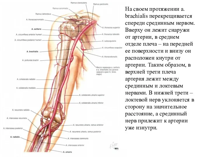 На своем протяжении a. brachialis перекрещивается спереди срединным нервом. Вверху он лежит снаружи
