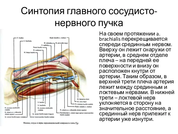 Синтопия главного сосудисто-нервного пучка На своем протяжении a. brachialis перекрещивается спереди срединным нервом.