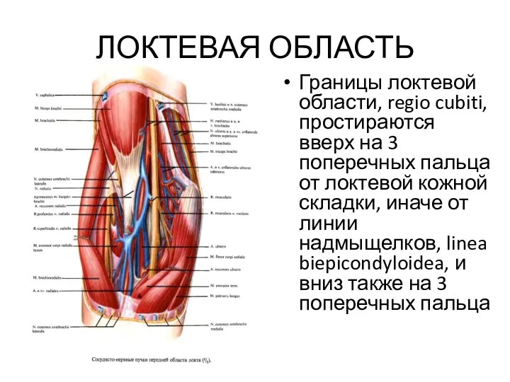 ЛОКТЕВАЯ ОБЛАСТЬ Границы локтевой области, regio cubiti, простираются вверх на 3 поперечных пальца