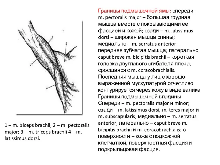 Границы подмышечной ямы: спереди – m. pectoralis major – большая грудная мышца вместе