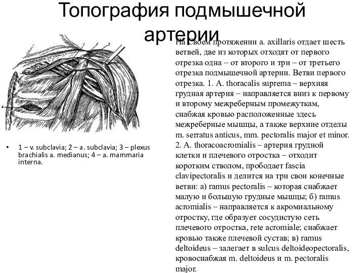 Топография подмышечной артерии 1 – v. subclavia; 2 – a. subclavia; 3 –