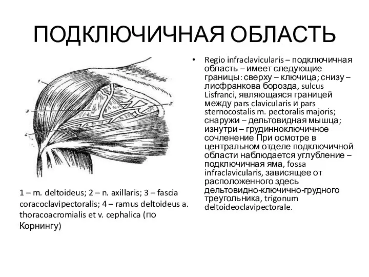 ПОДКЛЮЧИЧНАЯ ОБЛАСТЬ Regio infraclavicularis – подключичная область – имеет следующие границы: сверху –