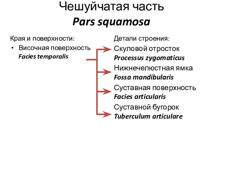 Чешуйчатая часть Pars squamosa Края и поверхности: Височная поверхность Facies