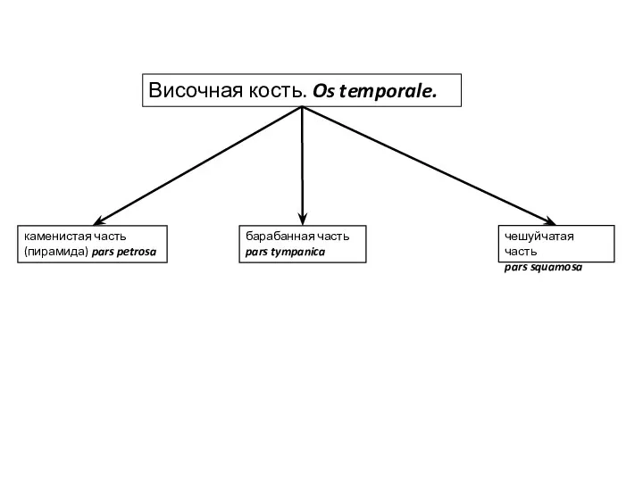 Височная кость. Os temporale. каменистая часть (пирамида) pars petrosa барабанная