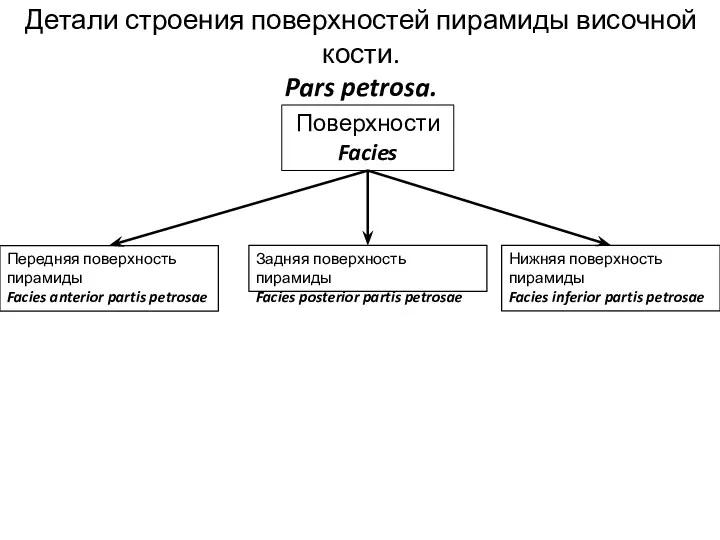 Детали строения поверхностей пирамиды височной кости. Pars petrosa. Поверхности Facies