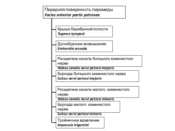 Передняя поверхность пирамиды Facies anterior partis petrosae Крыша барабанной полости