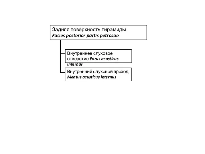 Задняя поверхность пирамиды Facies posterior partis petrosae Внутреннее слуховое отверстие