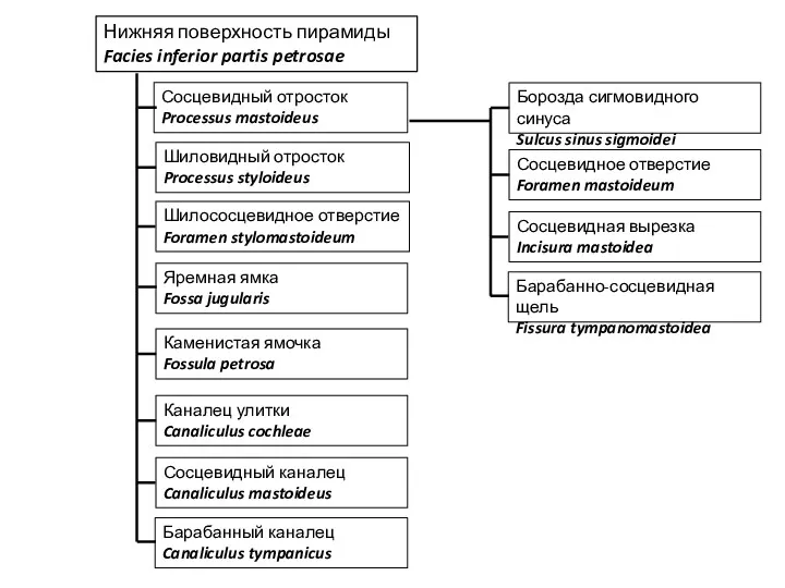 Нижняя поверхность пирамиды Facies inferior partis petrosae Сосцевидный отросток Processus