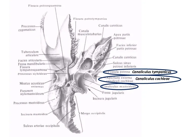 Canaliculus tympanicus Canaliculus cochleae