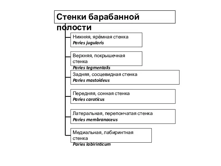 Стенки барабанной полости Нижняя, ярёмная стенка Paries jugularis Верхняя, покрышечная