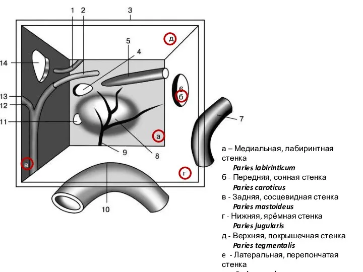 а – Медиальная, лабиринтная стенка Paries labirinticum б - Передняя,
