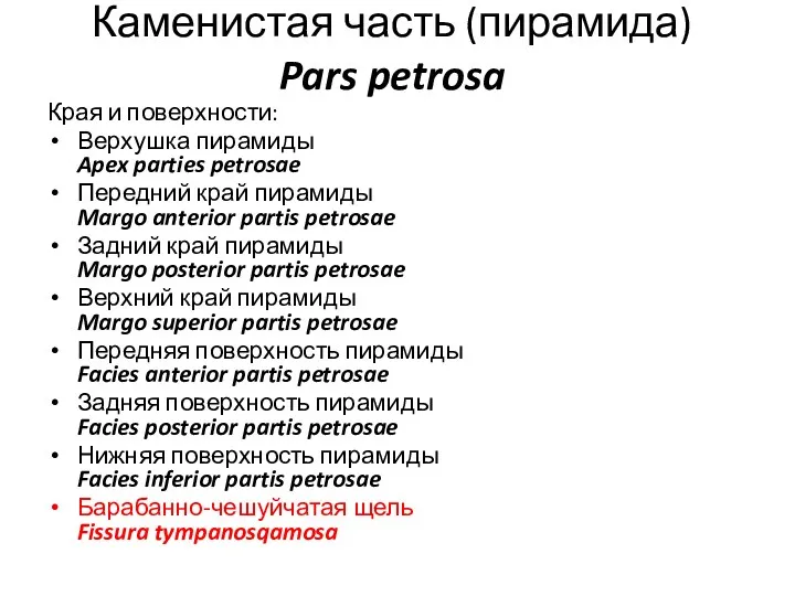 Каменистая часть (пирамида) Pars petrosa Края и поверхности: Верхушка пирамиды