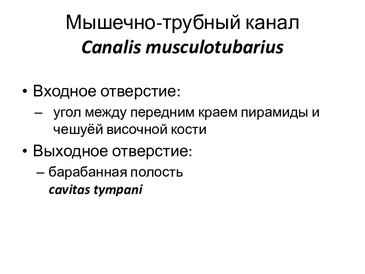 Мышечно-трубный канал Canalis musculotubarius Входное отверстие: угол между передним краем