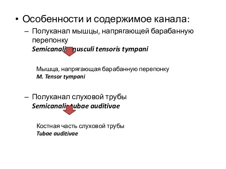 Особенности и содержимое канала: Полуканал мышцы, напрягающей барабанную перепонку Semicanalis