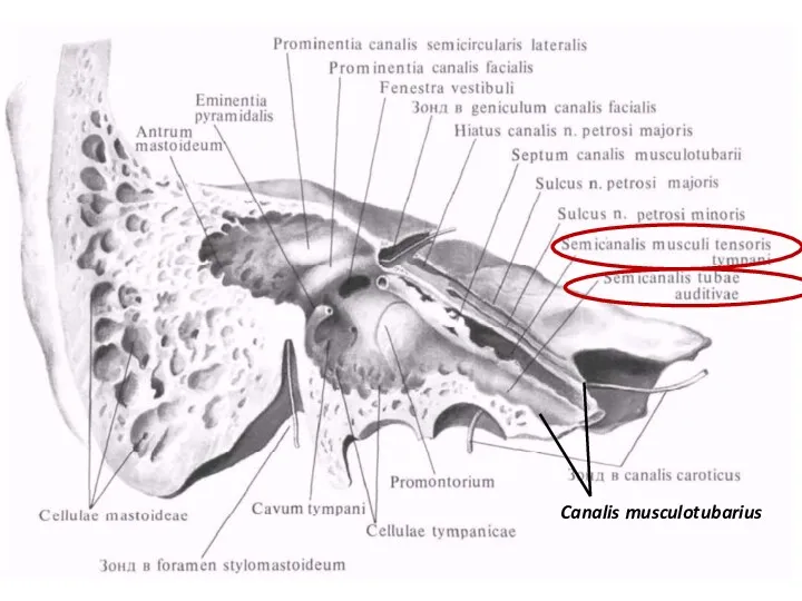 Canalis musculotubarius